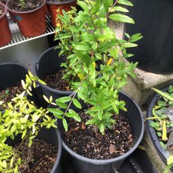 Pomegranate Tree 