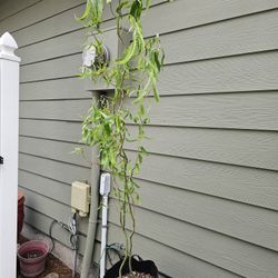 Curly Willow Tree