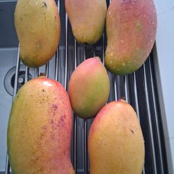 Large Mangoes 