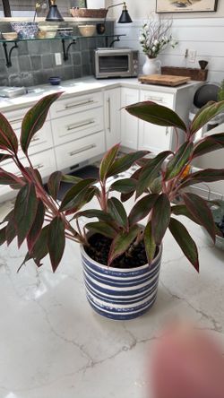 Red Angloanema plant and striped planter
