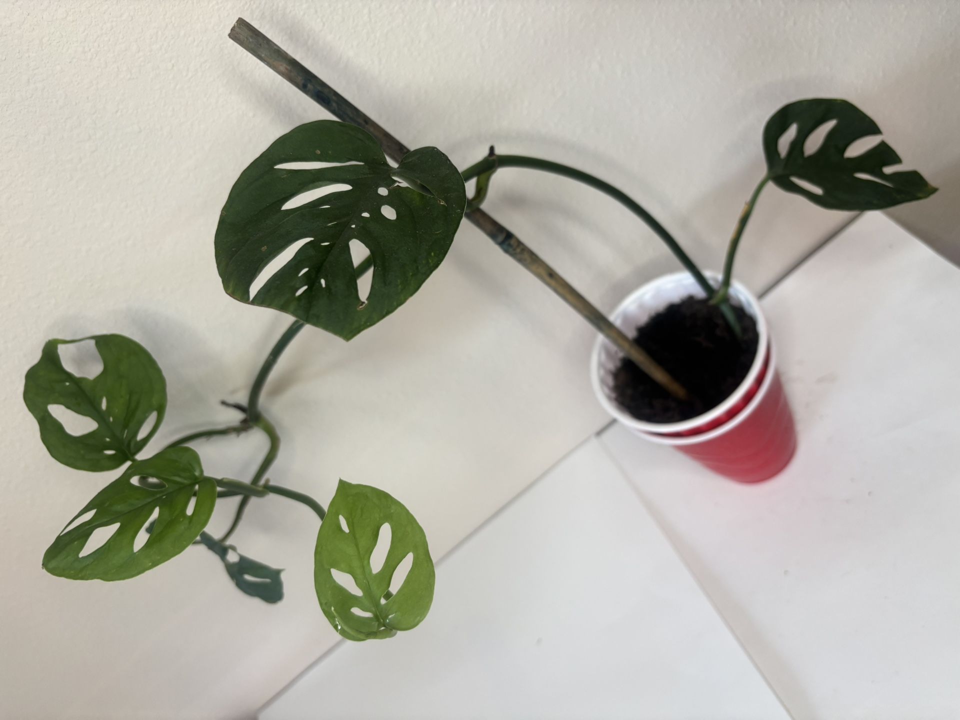 Monstera Adansonii On Stick