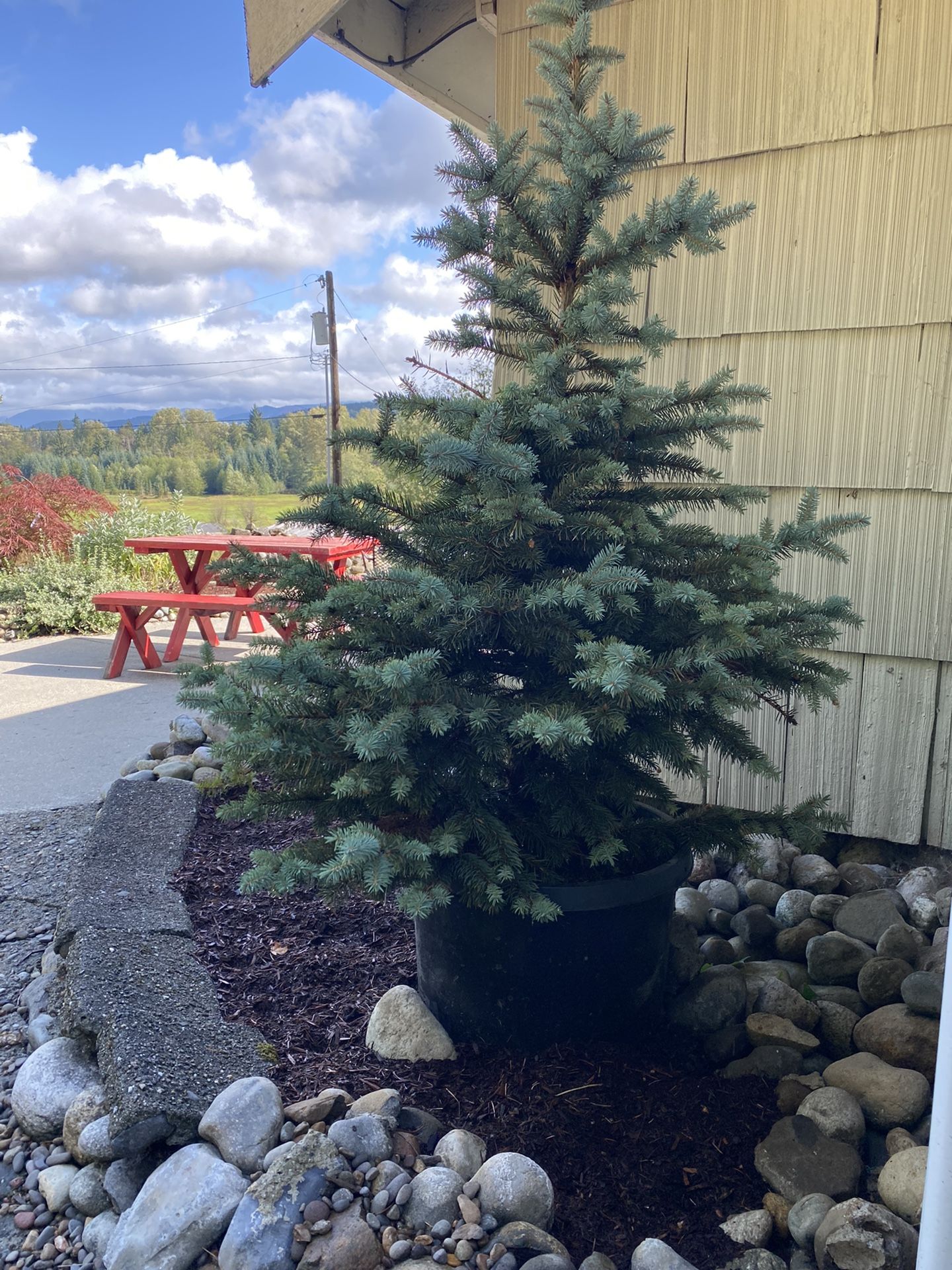 Colorado  Blue Spruce