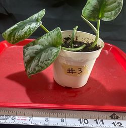Scindapsus Pictus ‘Exotica’