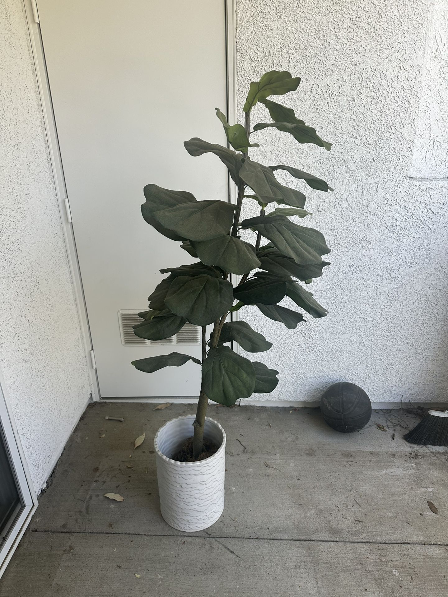 Fake Fig Plant
