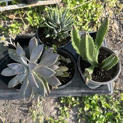 Plant sale