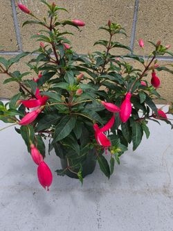 Fuchsia