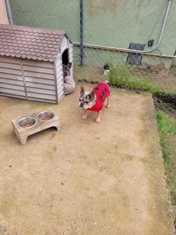 Dog house