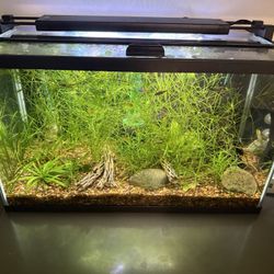 10 Gallon Fish Tank