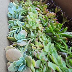 Assortment Of Succulents 