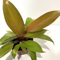 Philodendron Prince Of Orange  