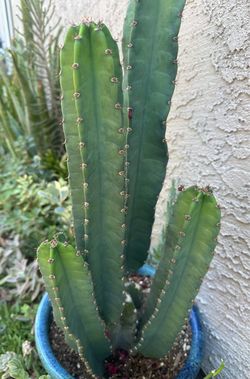 Cacti cutting -$10 each-3 available
