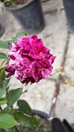 Rosales Rose Bush Plants Flowers Plantas Flores