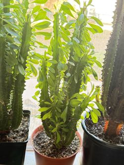 🌿Euphorbia Green Lucky 20”Tall PLANT🙏PLS READ DESCRIPTION🩷