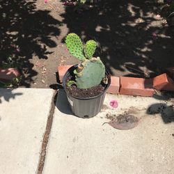 Nopal