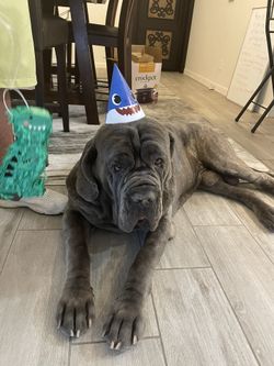 Lost dogs near granite reef and Thomas