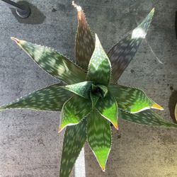 Beautiful aloe plant easy care