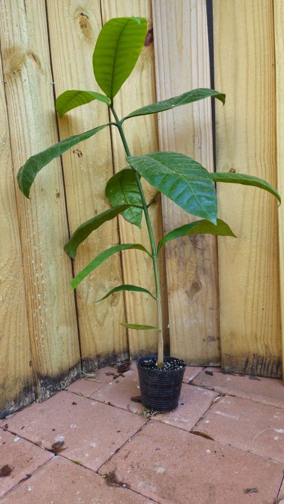 LIVE PLANT Tabernaemontana Crassa Adams Apple Flower 3ft FRAGRANT