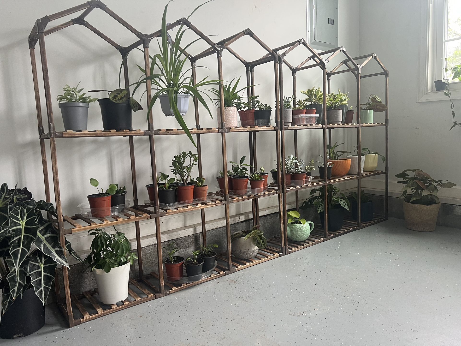 Houseplant starting at $5