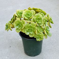 Succulents plants 🪴