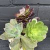OC Succulent Plants & Stuff