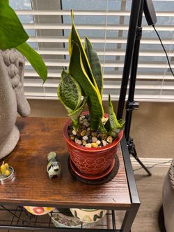 Live Dwarf Snake Plant With New Ceramic Pot (Please read full description)