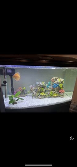 65 gallon fish tank