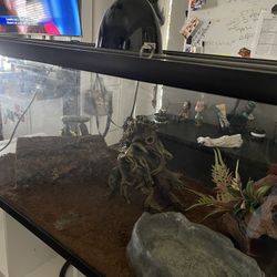 Reptile Tank