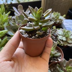 Graptosedum ‘vera Higgins’ Succulent Plant For Gardens 