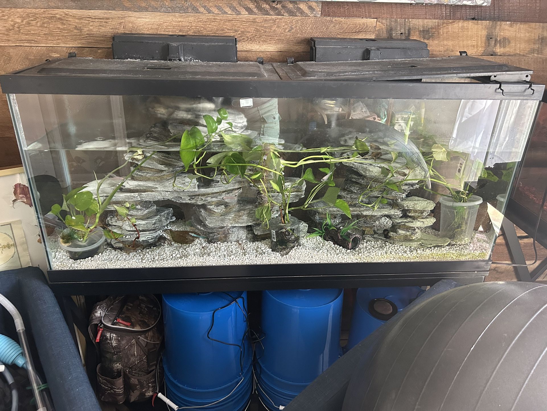 Fish Tank + Fish