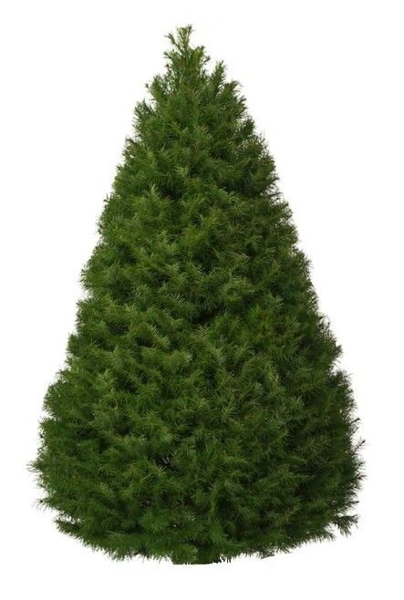 $30 Christmas Trees 