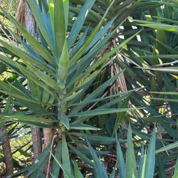 Succulents Yucca’s
