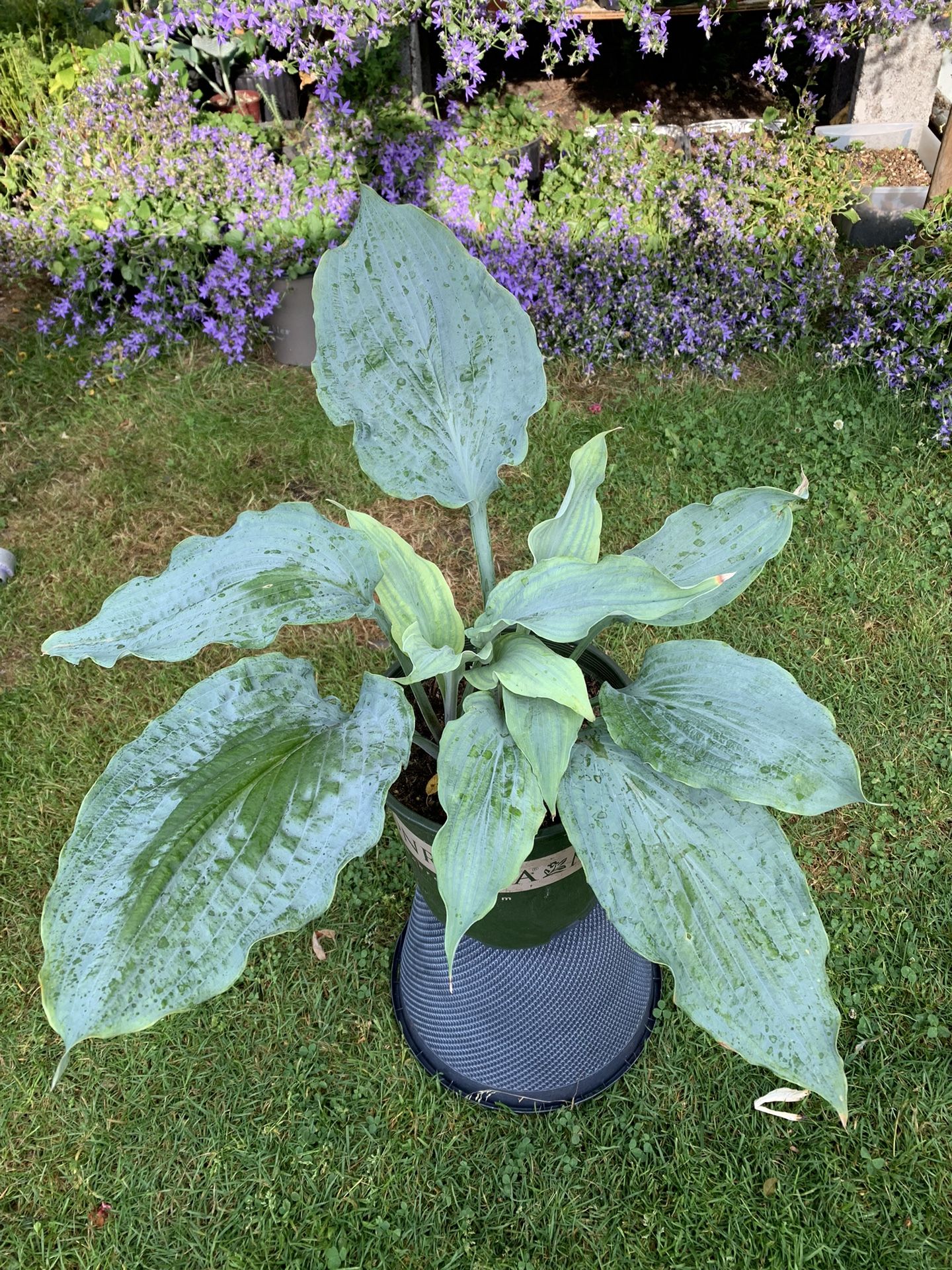 Outdoor hosta