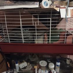 Guinea Pig Cage. Perfect Condition. Food Dish And Water Dish Included As Well As Food And Also A Brand New Bag Of The Bedding. 