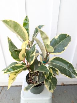 Ficus Elastica Tineke Plant 8" Pot - Indoor House Plants