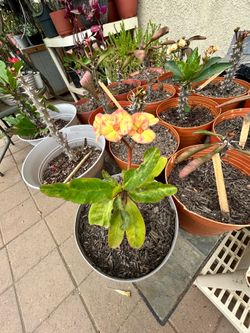 Planta Corona de cristo