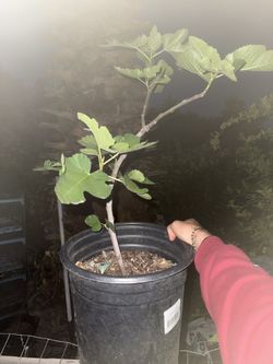 Brown Turkey Fig