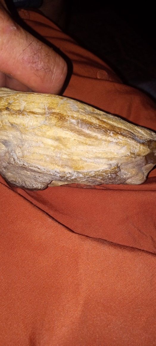 Fossilized Fresh Water Mussel ,Giant