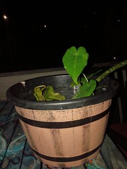 Elephant ears