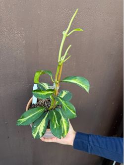 6” rare Hoya maharani