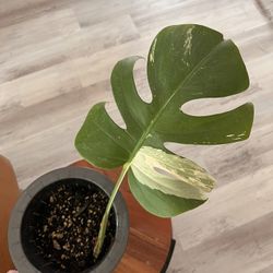 Albo Monstera 