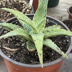 Aloe Dorotheae