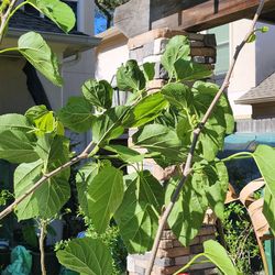 Mulberry Tree with fruit (Shahtoot tree)