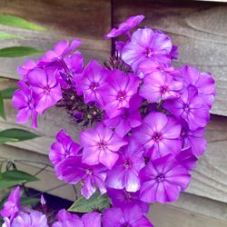 Tall garden Phlox (Phlox paniculata) - Purple