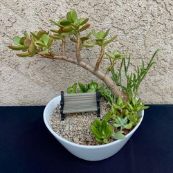 “Thinking Spot” Succulent Arrangement in ceramic bowl
