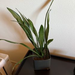 Snake Plant With Pot