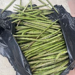 Moringa 