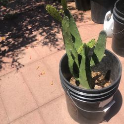 Planta De Nopal  Cactus Plant