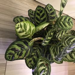 Mature Calathea Makoyana - Free Siltepecana Cuttings With Purchase (or Manjula, Maranta,etc)