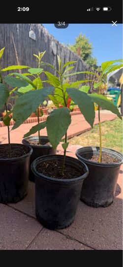 Hass Avocados in gal pot, each $9