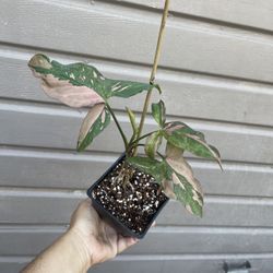 4” Syngonium Pink Splash